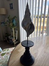 Scultura conchiglia nautica
