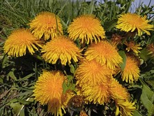 Dente di leone, Taraxacum