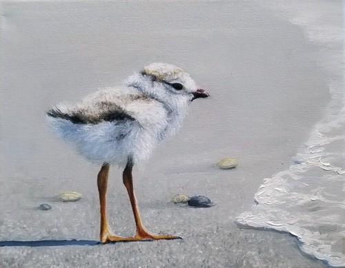 First dip piping plover - -,