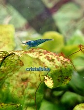 LottoX15 NEOCARIDINE DAVIDI Cristalblue +6Omaggi GAMBERETTI ACQUARIO DOLCE 