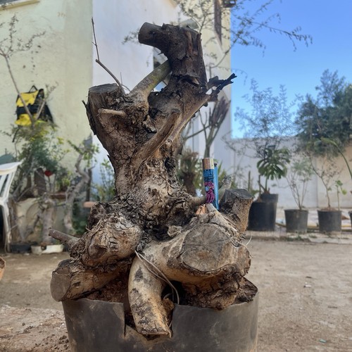 Bonsai olivo olea - europea,