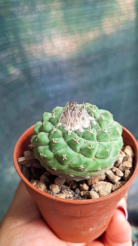 Strombocactus disciformis - strombocactus,