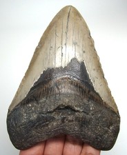 MEGALODONTE DENTE DI SQUALO