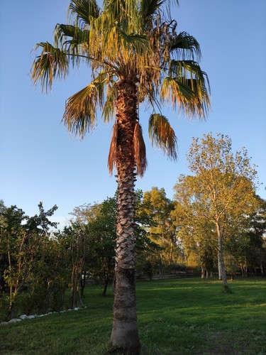 Palma washingtonia - palma,