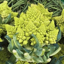  Lot De 50 Graines De Chou