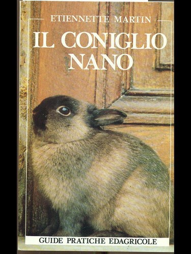 Coniglio nano martin - nano,