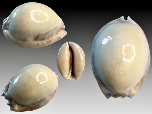 Cypraea arabica asiatica - , f
