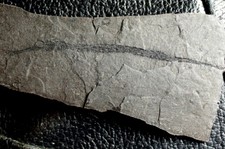 Syngnathus incompletus  -