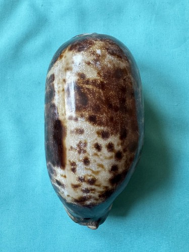 Cypraea testudinaria - xl,
