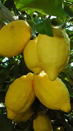 Pianta limone sfusato - di,