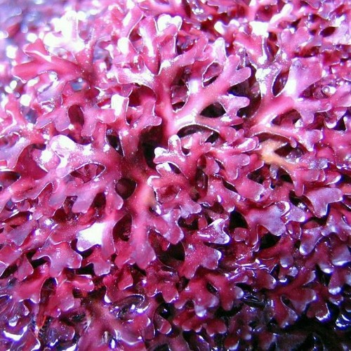 Halymenia alga rossa acqua - alga,