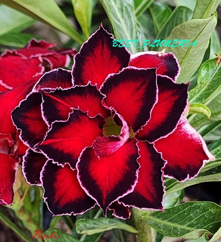 Nuovo adenium obesum desert - nuovo!,
