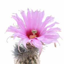 Echinocereus fitchii sb853 - echinocereus,