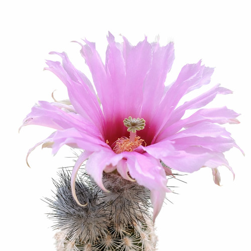 Echinocereus fitchii sb853 - echinocereus,
