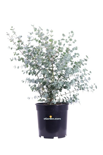 Pianta eucalipto eucalyptus - pianta,