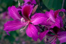 Purple Orchid Tree, Bauhinia