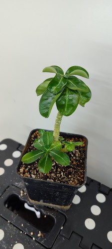 Adenium mini n11 rosa uva - adenium,