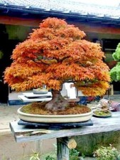 TRIDENT MAPLE TREE SEEDS (Acer