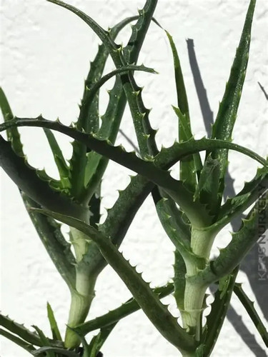 Talee aloe arborescens - 3, di