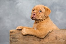 Dogue bordeaux mastino - dogue, (mastino