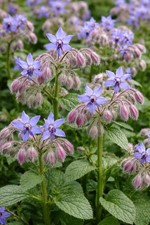 Borage 100 Seeds – Borago
