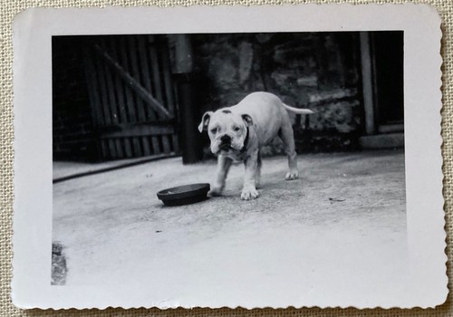 Vintage photo cute white puppy - photo,