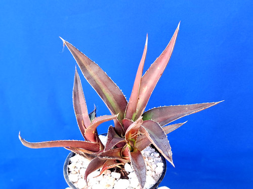 Agave convalis variegated - agave,