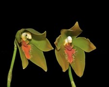 Sudamerlycaste priscilae BS