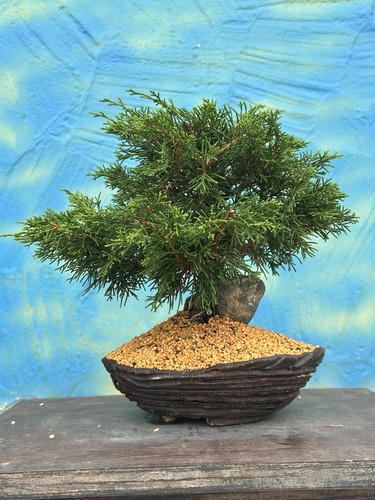 Bonsai joe chin - bonsai, chin.