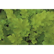Heuchera "Marmellata di Lime"