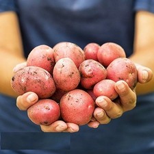 Semi di Patata BELLEZZA 0,02 g