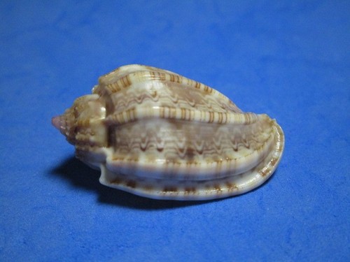 Harpa crassa - , 1848)