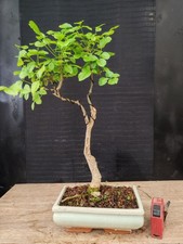 bonsai  frassino h 44 cm
