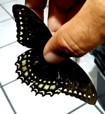 papilio morelius, maschio