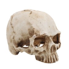 Teschio Decorativo Modellino