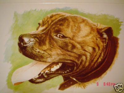 Lovely staffordshire bull - staffordshire,
