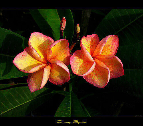 Semi plumeria orange - semi,