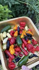 MIX SEMI PEPERONCINI PICCANTI,HABANERO,CAROLINA REAPER,TRINIDAD SCORPION, MISTI