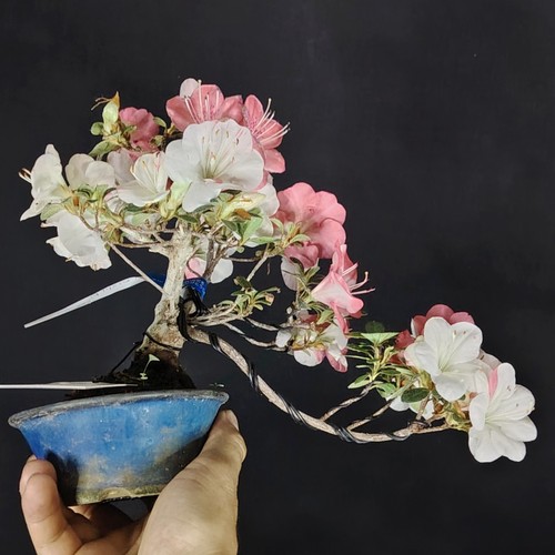 Satsuki azalea hibai nikishi - hibai,