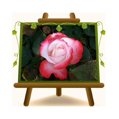 Rose nostalgiche nostalgie - nostalgiche, "