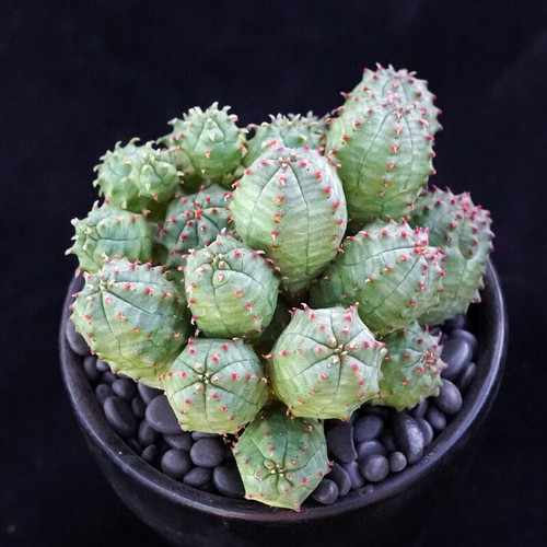 Pianta cactus succulenta - pianta, di