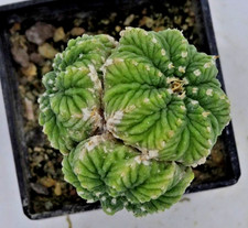 Cactus - Cactus - Aztekium ritterii innestato 3 teste circa 2 cm