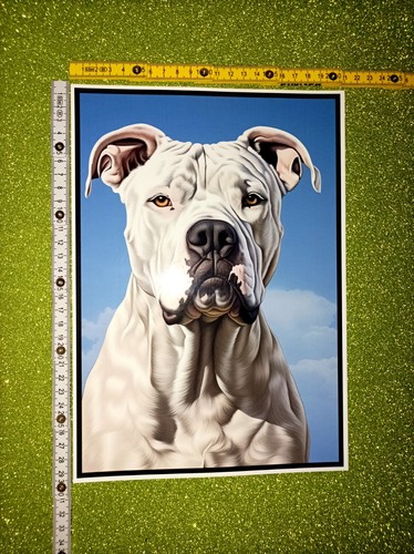 Cane molosso white - cane,