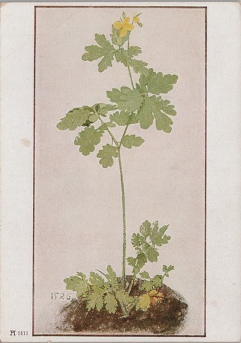 Antica cartolina continentale
