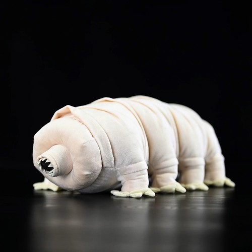Orso acqua tardigrado 13 - orso,