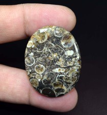 Turritella naturale fossile ovale cabochon pietre preziose sfuse 49,55 ct