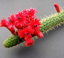 Bolivicereus samaipatanus - Cactus Samaipata | Torcia Boliviana