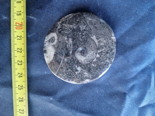 Goniatite fossili cefalo - fossili,