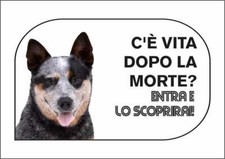 CARTELLO SEGNALETICO - AUSTRALIAN CATTLE DOG C'È LA VITA DOPO LA MORTE - segnale