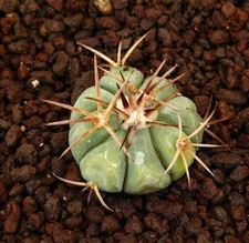Echinocactus horizonthalonius